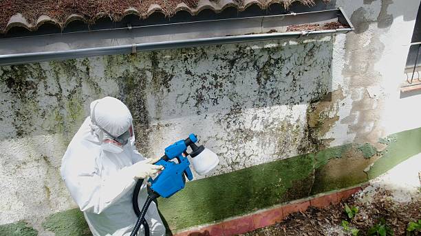Top rated local Bathroom Mold Removal specialists in Rogers, TX